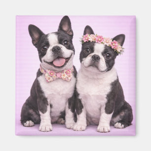 Imán Ilustración de pareja de Boston Terrier adorable p