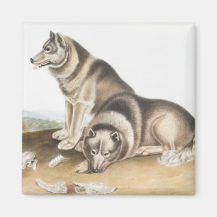 Imán Ilustracion de Perro Esquimaux (Canis familiaris)