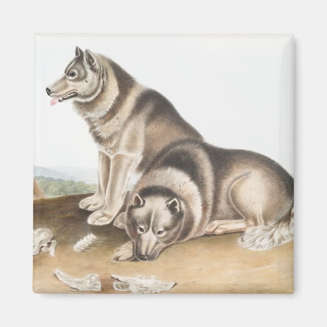 Imán Ilustracion de Perro Esquimaux (Canis familiaris) (Frente)
