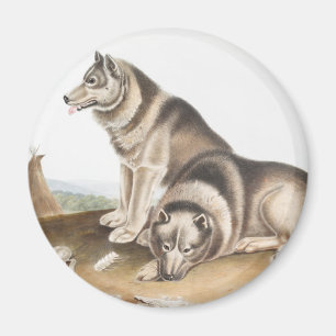 Imán Ilustracion de Perro Esquimaux (Canis familiaris)