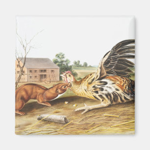 Imán Ilustracion de Tawny Weasel (Putorius fuscus)