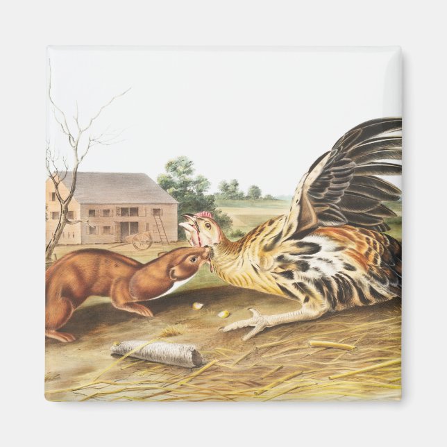 Imán Ilustracion de Tawny Weasel (Putorius fuscus) (Frente)