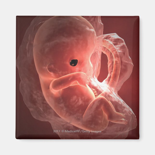 Imán Ilustracion de un embrión en desarrollo (Frente)