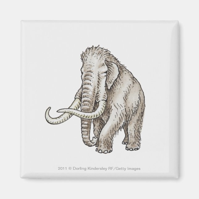 Imán Ilustracion de un mamut (Frente)