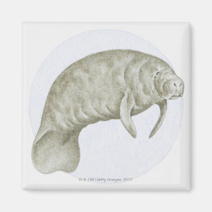 Imán Ilustracion de un Manatee (SP de Trichechus.)