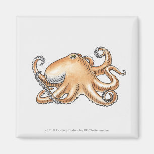 Imán Ilustracion de un pulpo