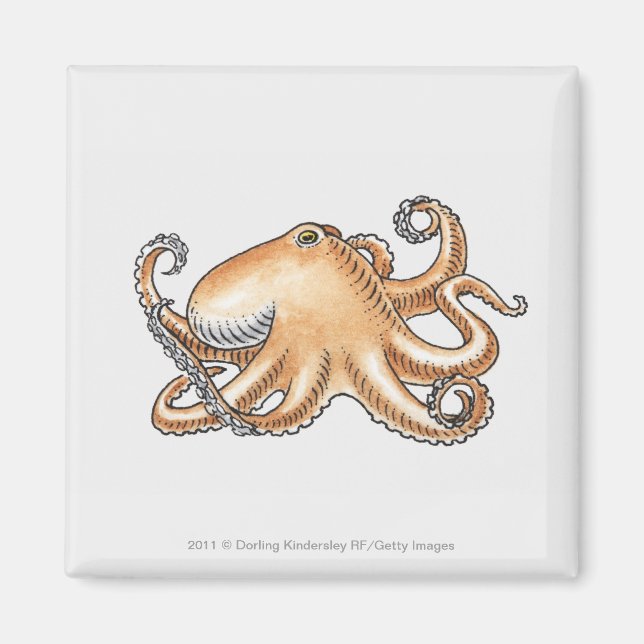 Imán Ilustracion de un pulpo (Frente)