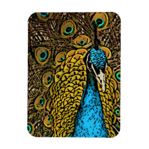 Imán Ilustracion del esplendor del pavo real