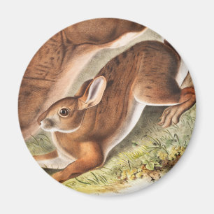 Imán Ilustracion del Hare Septentrional (Lepus American