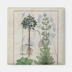 Imán Ilustracion del "libro de las medicinas simples" 2