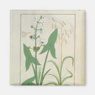 Imán Ilustracion del "libro de las medicinas simples" 2