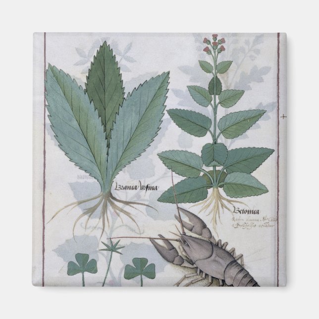 Imán Ilustracion del "Libro de Medicinas Simples" (Frente)