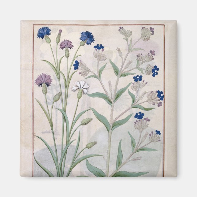 Imán Ilustracion del "Libro de Medicinas Simples" 3 (Frente)