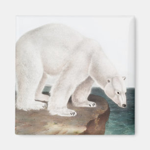 Imán Ilustracion del oso polar (Ursus maritimus)