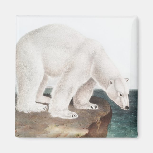 Imán Ilustracion del oso polar (Ursus maritimus) (Frente)