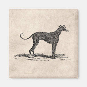 Imán Ilustracion del perro del galgo de los 1800s del