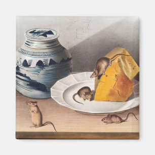 Imán Ilustracion del ratón (Mus-musculus)