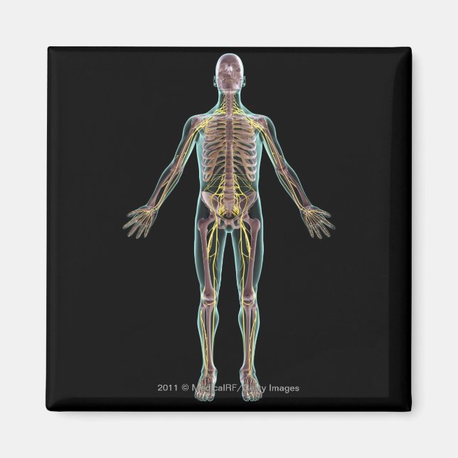 Imán Ilustracion del sistema nervioso (Frente)