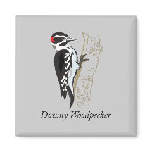 Ilustracion Downy Woodpecker