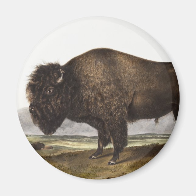 Imán Ilustracion estadounidense Bison (Bos Americanus) (Frente)