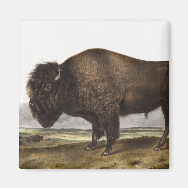 Imán Ilustracion estadounidense Bison (Bos Americanus) (Frente)