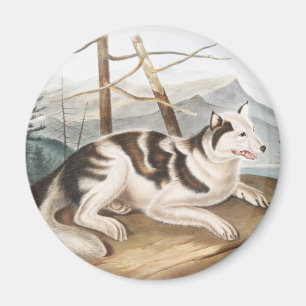 Imán Ilustracion Hare Indian Dog (Canis familiaris)