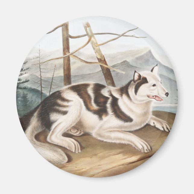 Imán Ilustracion Hare Indian Dog (Canis familiaris) (Frente)