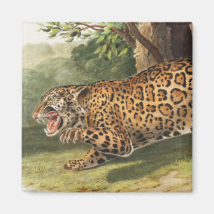 Imán Ilustracion Jaguar (Felis onca)