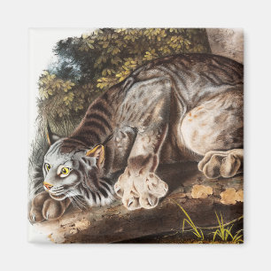 Imán Ilustracion Lynx (Lynx Canadensis) en Canadá