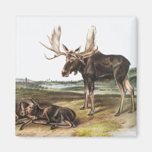 Imán Ilustracion Moose Deer (Servus alces)