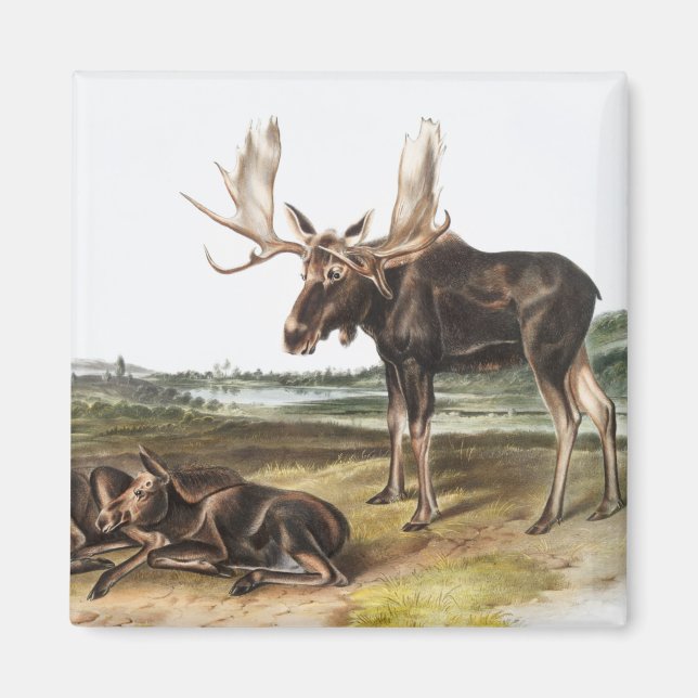 Imán Ilustracion Moose Deer (Servus alces) (Frente)