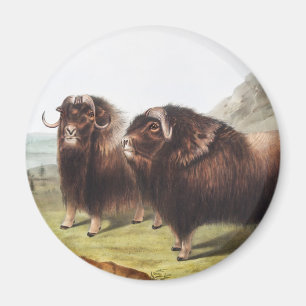 Imán Ilustracion Musk Ox (Ovibos moschatus)