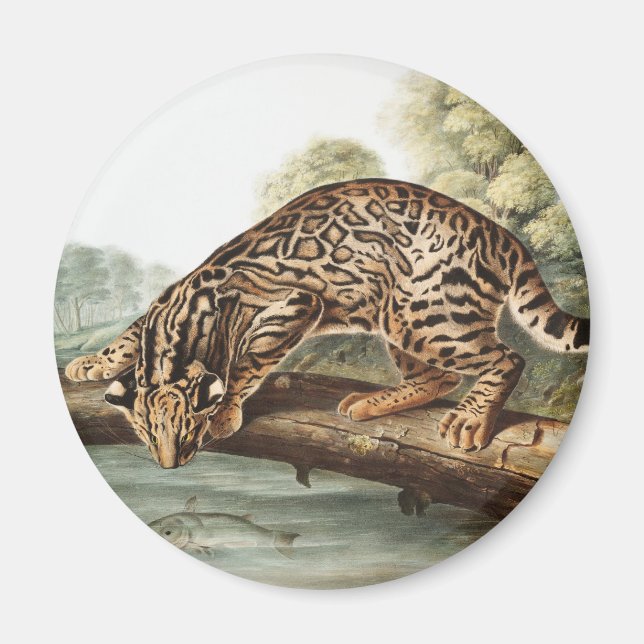 Imán Ilustracion Ocelot, Leopard Cat (Felis pardalis) (Frente)