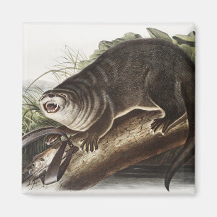 Imán Ilustracion Otter (Lutra Canadensis) de Canadá