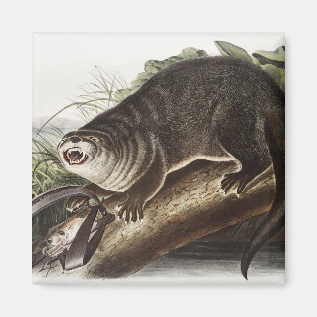Imán Ilustracion Otter (Lutra Canadensis) de Canadá (Frente)