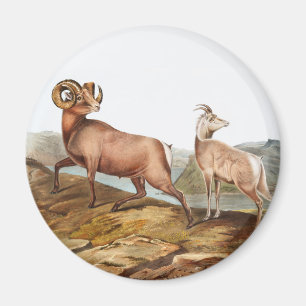 Imán Ilustracion Ovis montana
