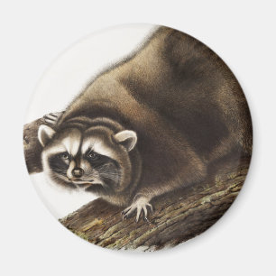 Imán Ilustracion Raccoon (Procyon lotor)