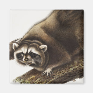 Imán Ilustracion Raccoon (Procyon lotor)
