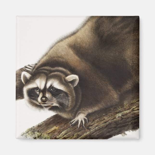 Imán Ilustracion Raccoon (Procyon lotor) (Frente)
