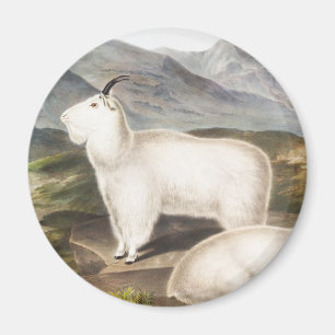 Imán Ilustracion Rocky Mountain Goat (Capra Americana)