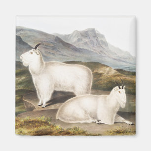 Imán Ilustracion Rocky Mountain Goat (Capra Americana)