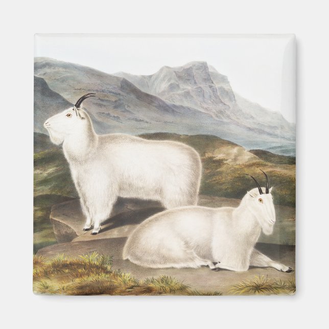 Imán Ilustracion Rocky Mountain Goat (Capra Americana) (Frente)