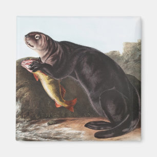Imán Ilustracion Sea Otter (puerto deportivo de Enhydra