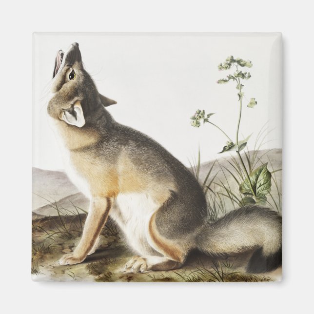 Imán Ilustracion Swift Fox (Vulpes velox) (Frente)