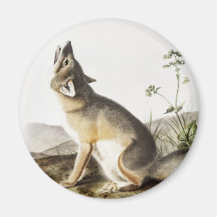 Imán Ilustracion Swift Fox (Vulpes velox)