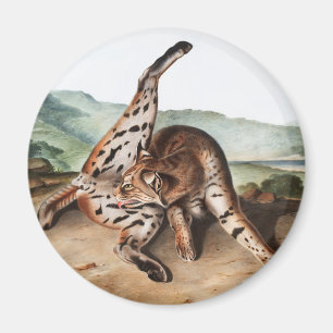 Imán Ilustracion Texan Lynx (Lynx rufus var maculatus)