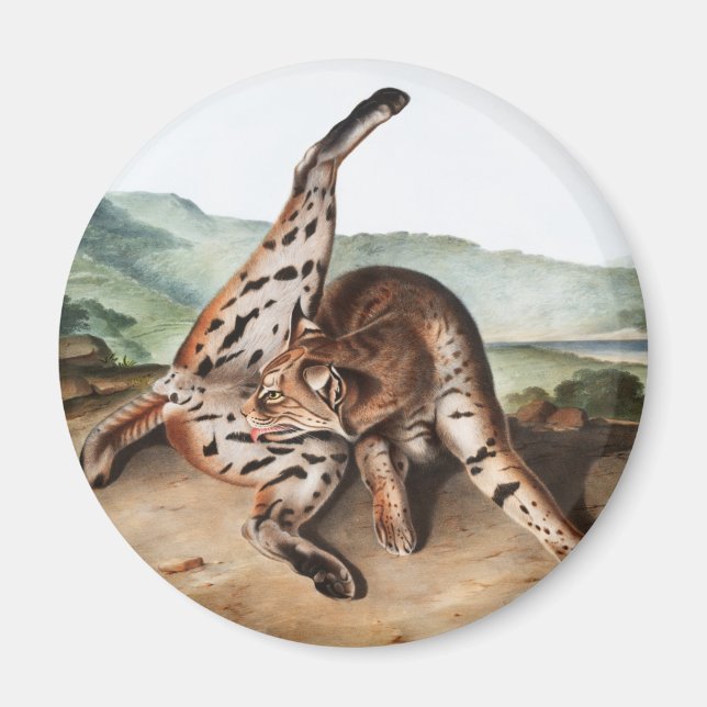 Imán Ilustracion Texan Lynx (Lynx rufus var maculatus) (Frente)