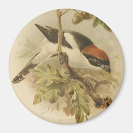 Imán Ilustración vintage de alcaudón común