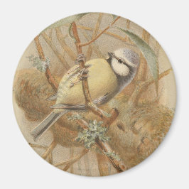 Imán Ilustracion vintage de Bluetit