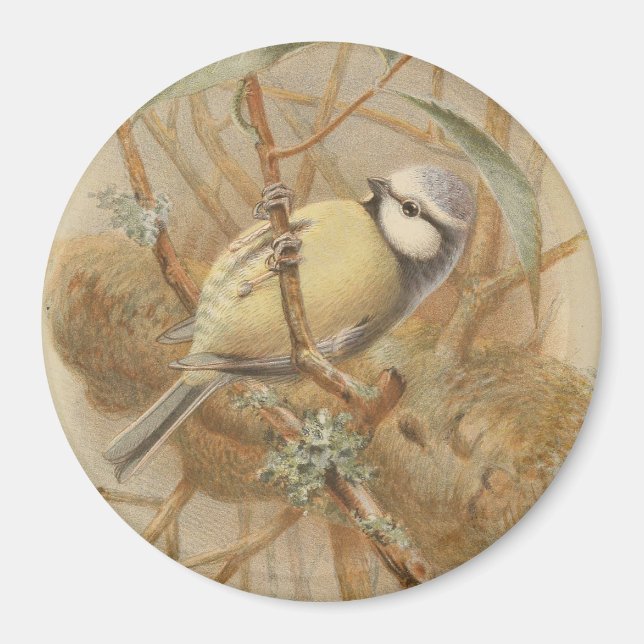 Imán Ilustracion vintage de Bluetit (Frente)